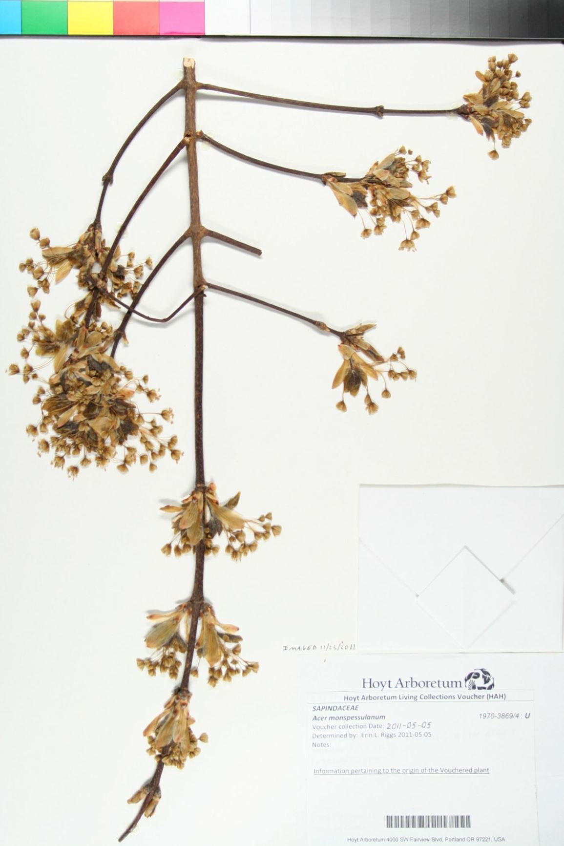 Acer monspessulanum