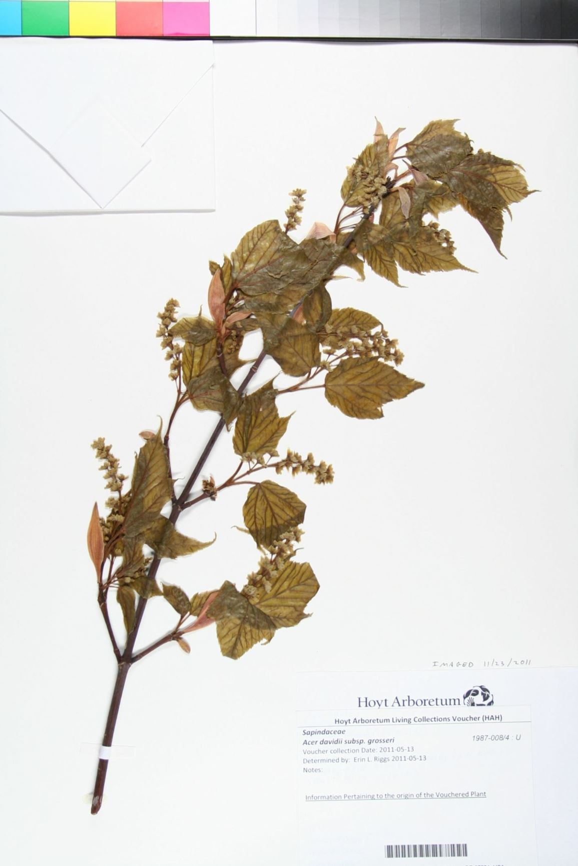 Acer davidii subsp. grosseri