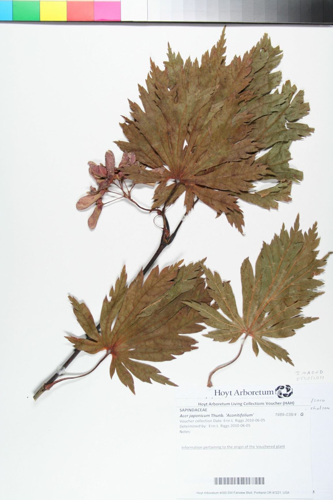 Acer japonicum 'Aconitifolium'