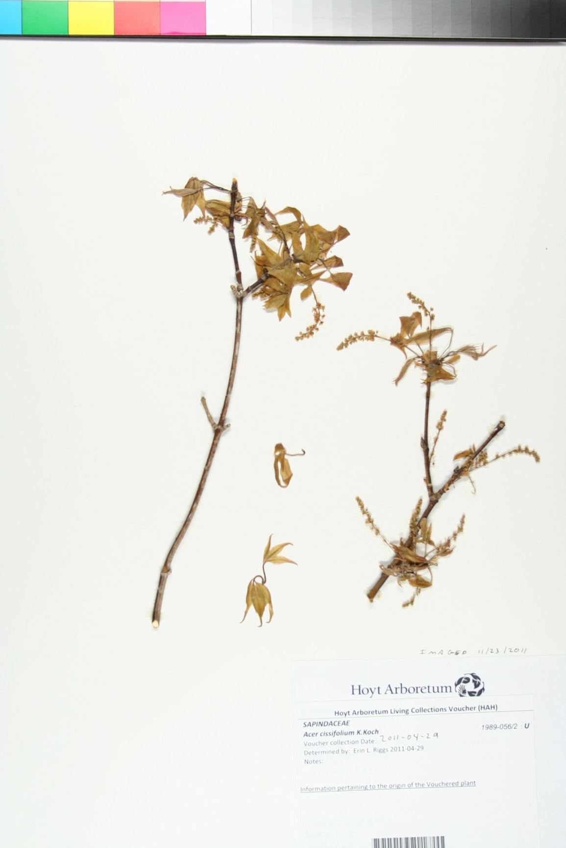 Acer cissifolium