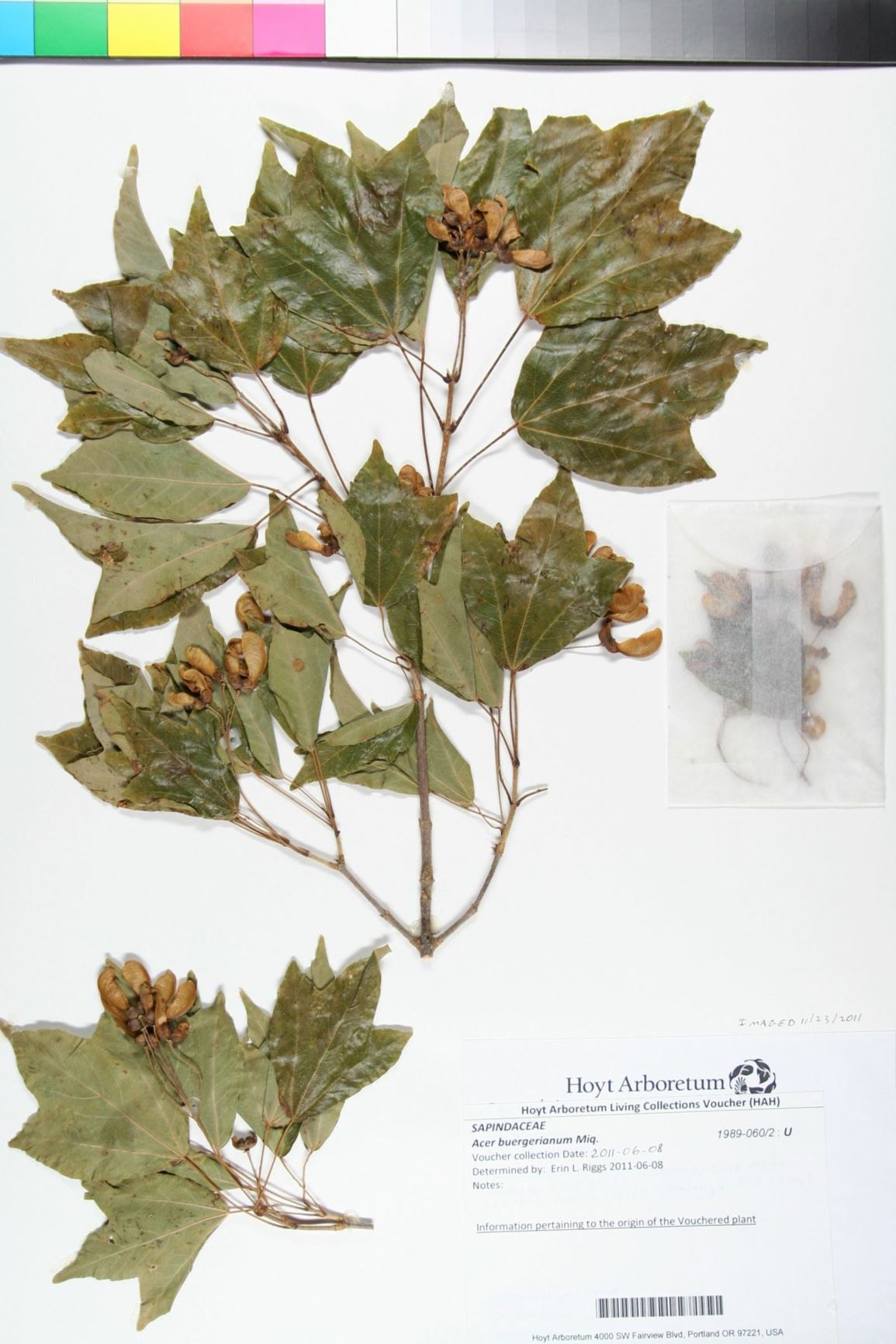 Acer buergerianum