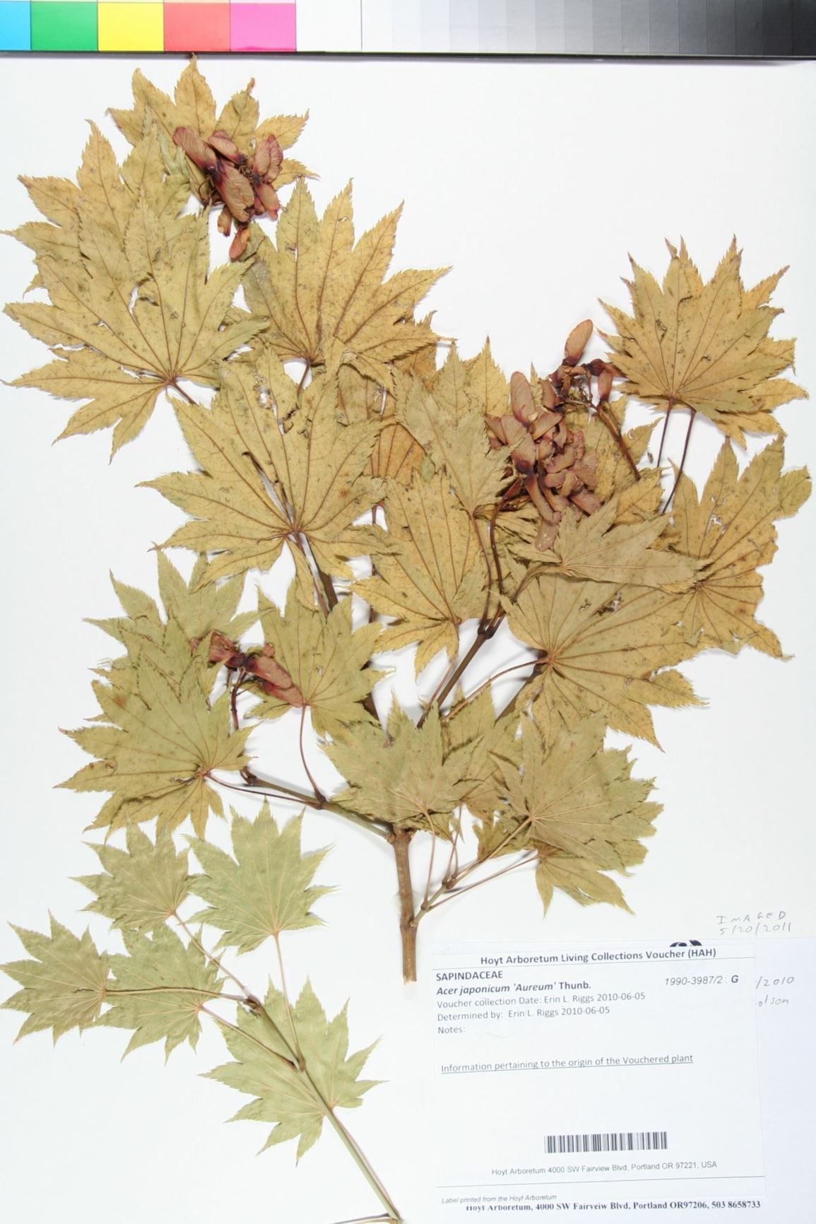 Acer japonicum 'Aureum'