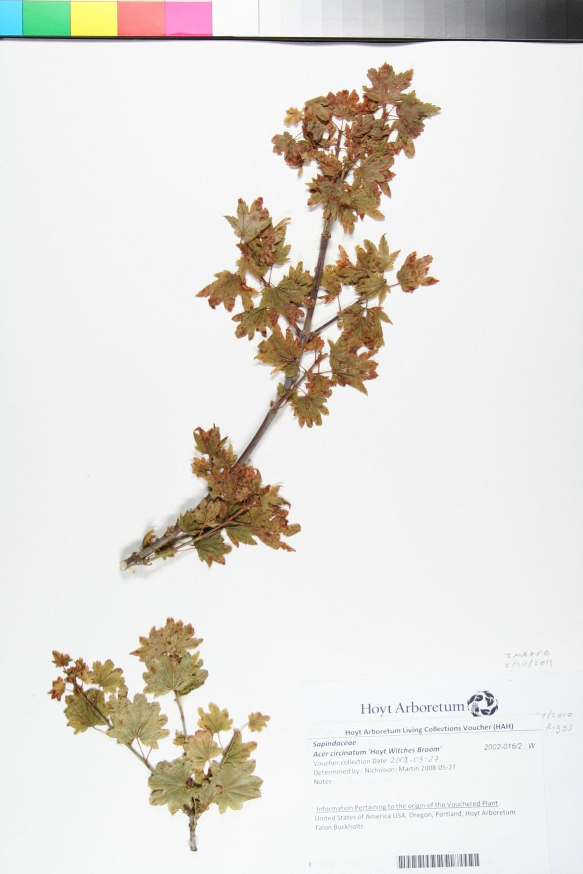 Acer circinatum 'Hoyt Witches Broom'