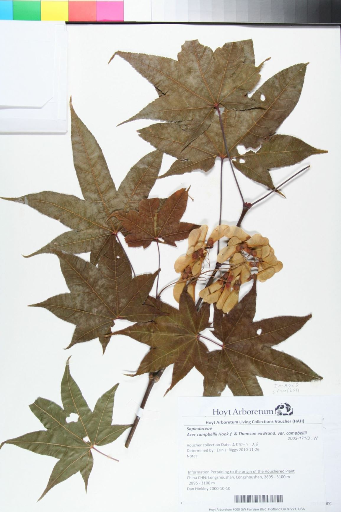 Acer campbellii var. campbellii