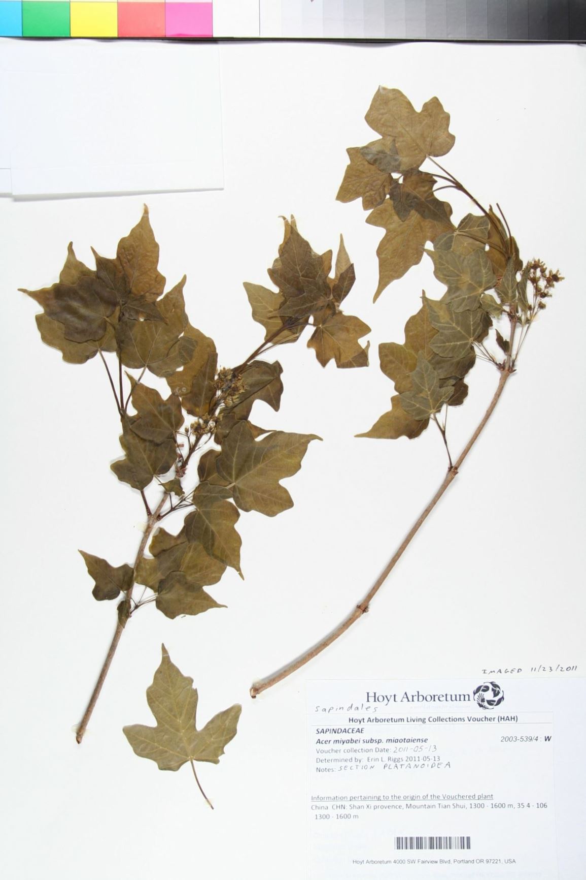 Acer miyabei subsp. miaotaiense