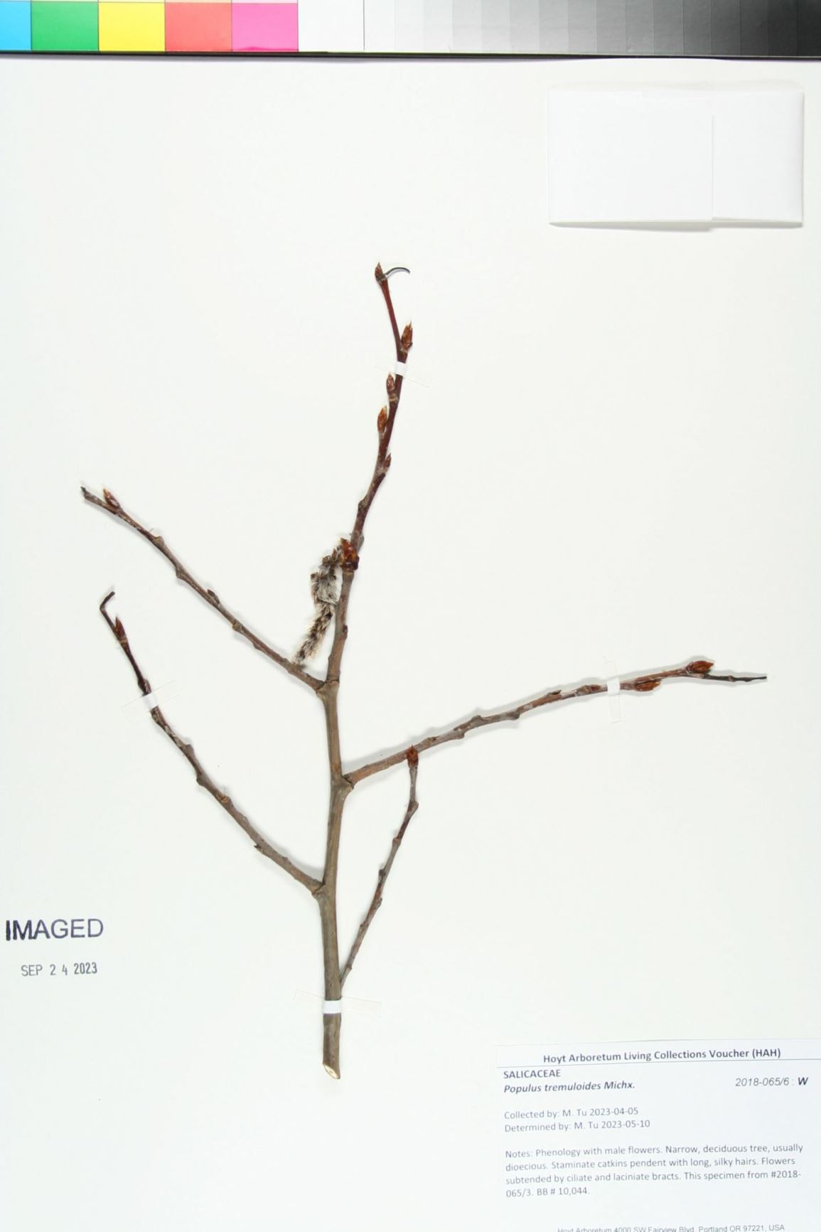 Populus tremuloides - quaking aspen