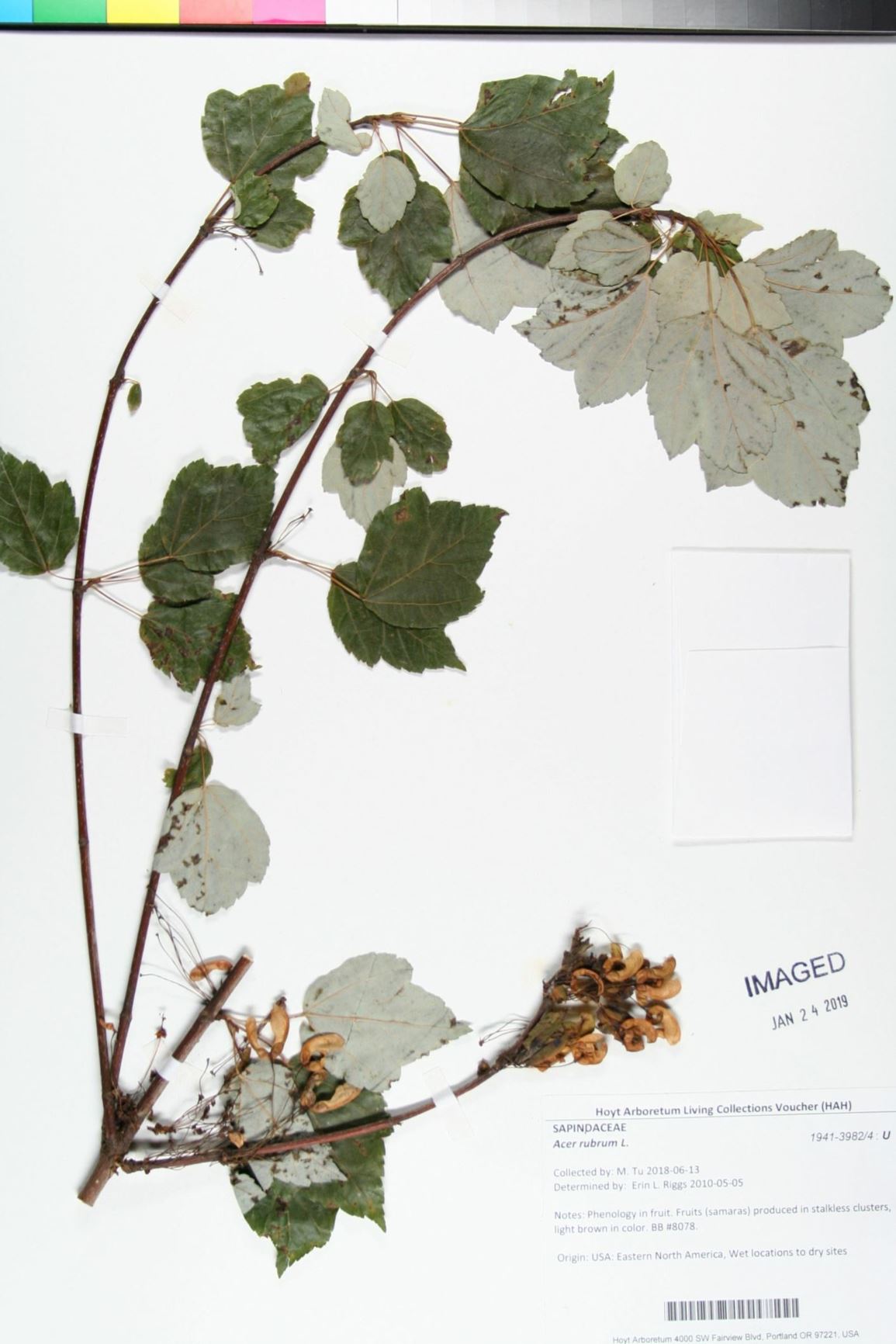 Acer rubrum