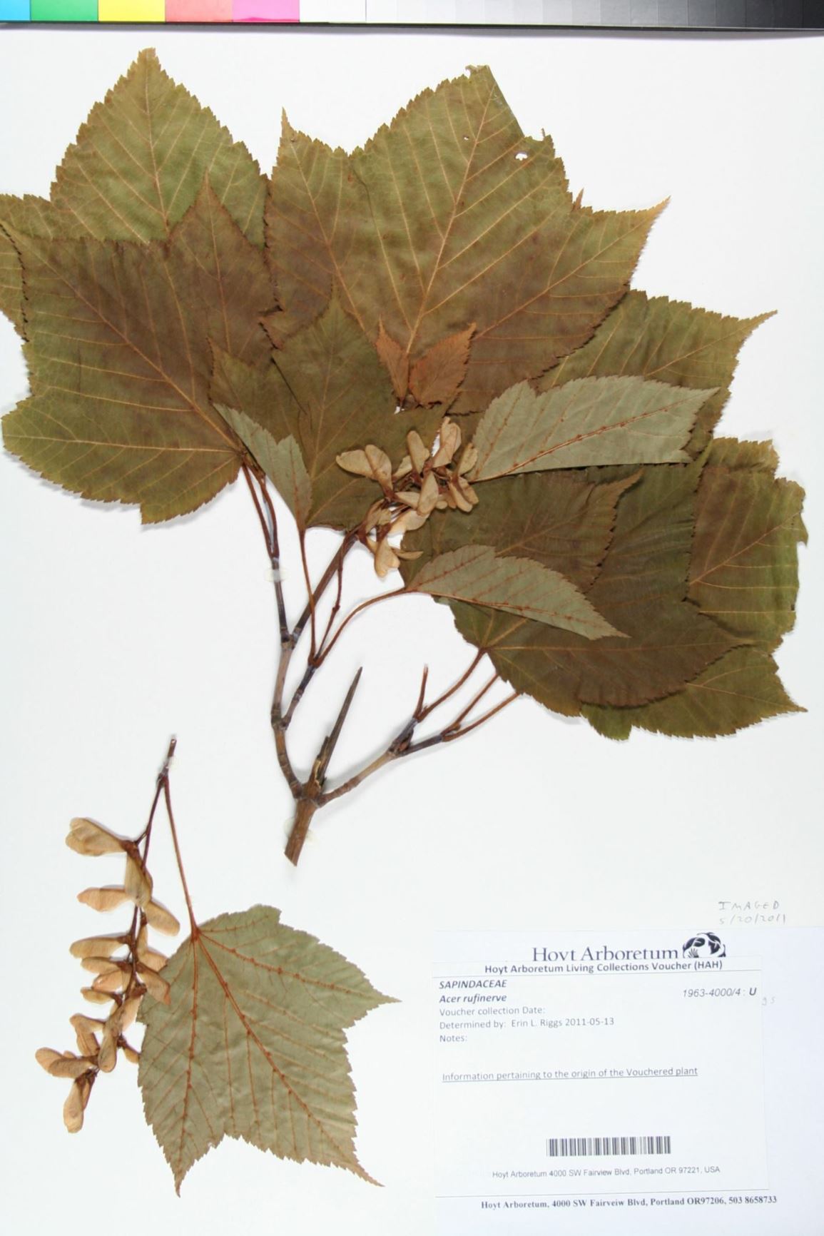 Acer rufinerve