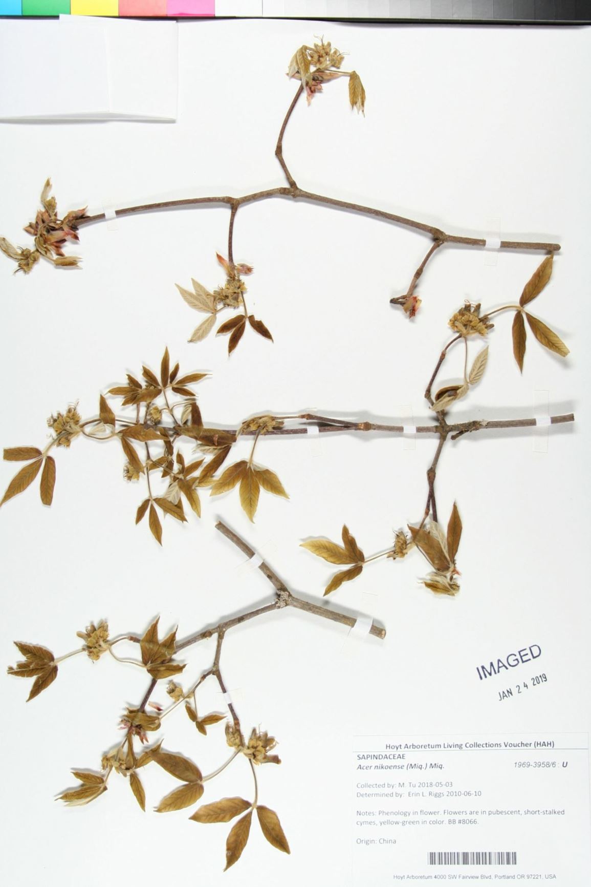 Acer nikoense