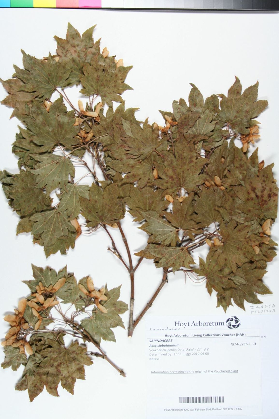 Acer sieboldianum