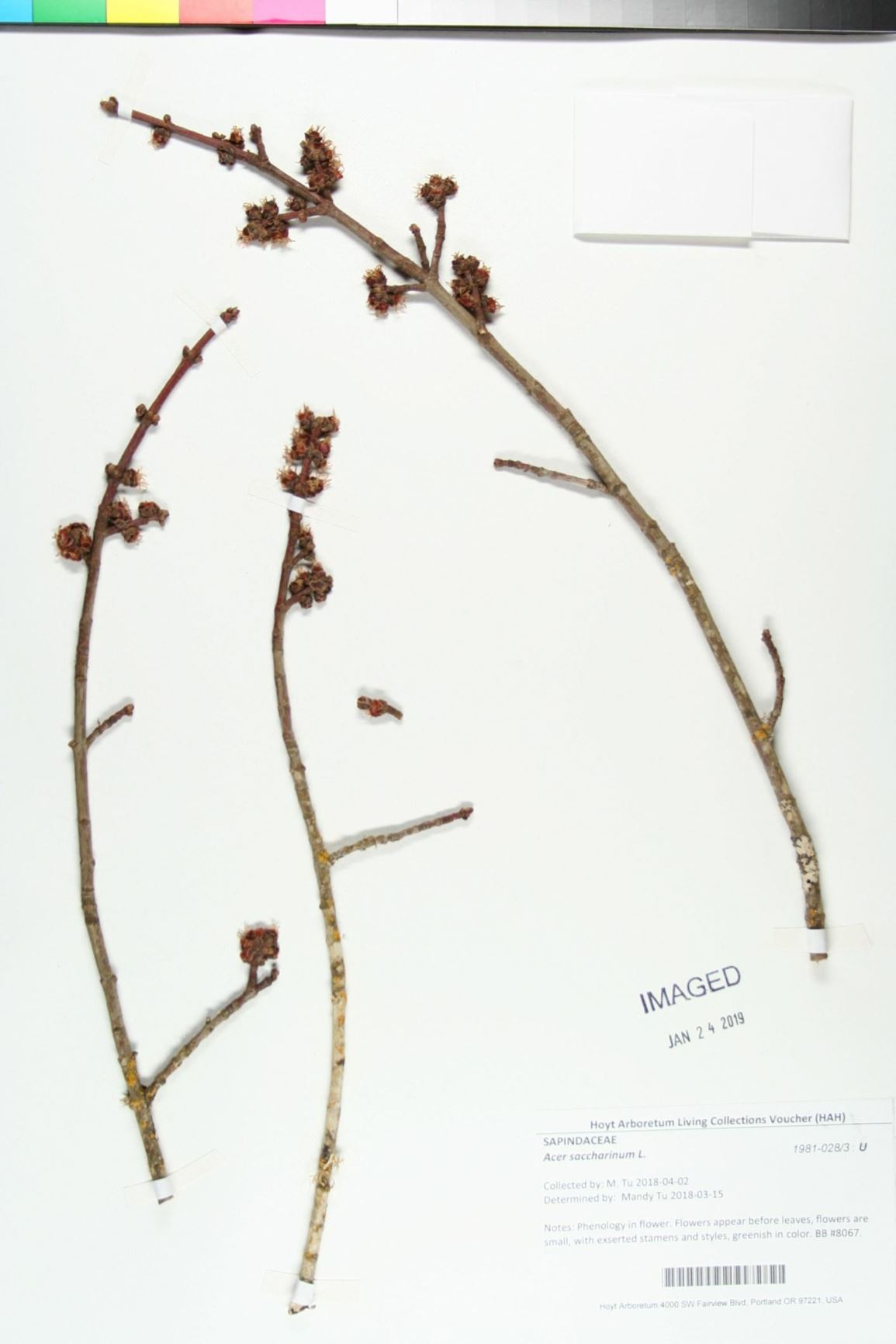 Acer saccharinum