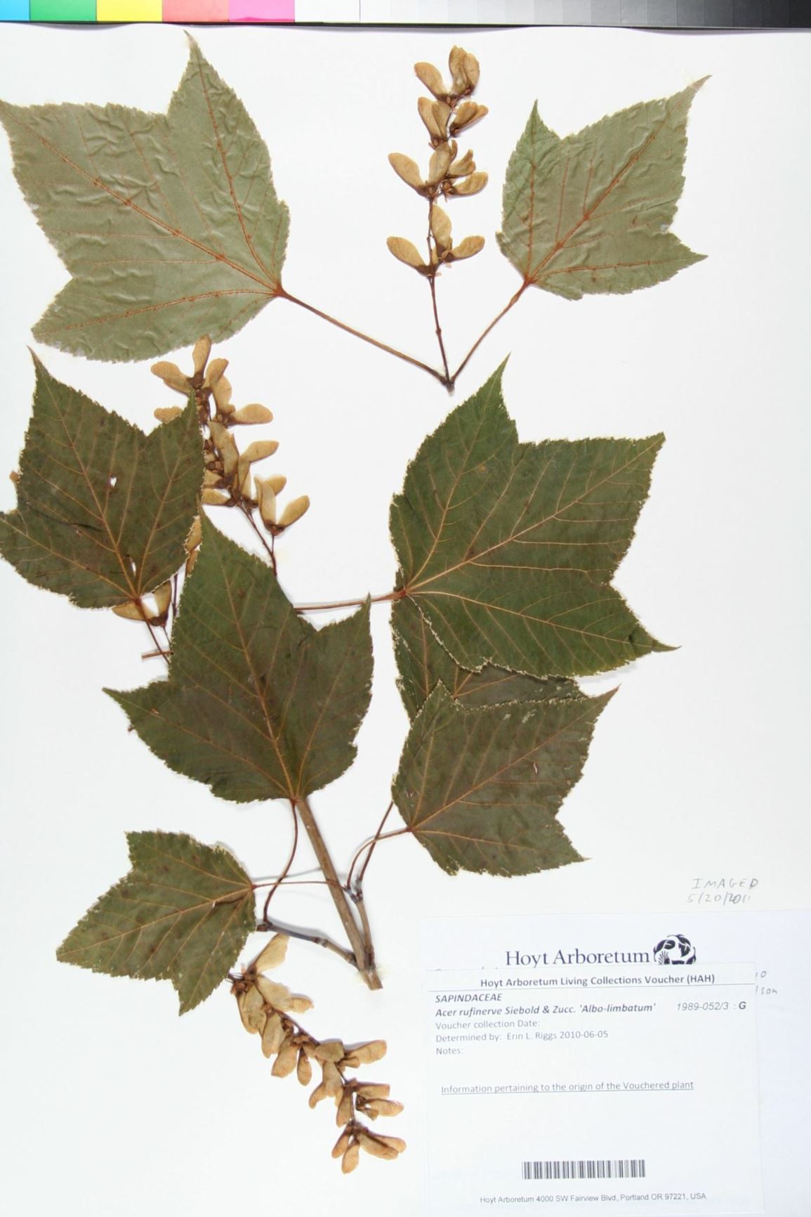 Acer rufinerve 'Albo-limbatum'