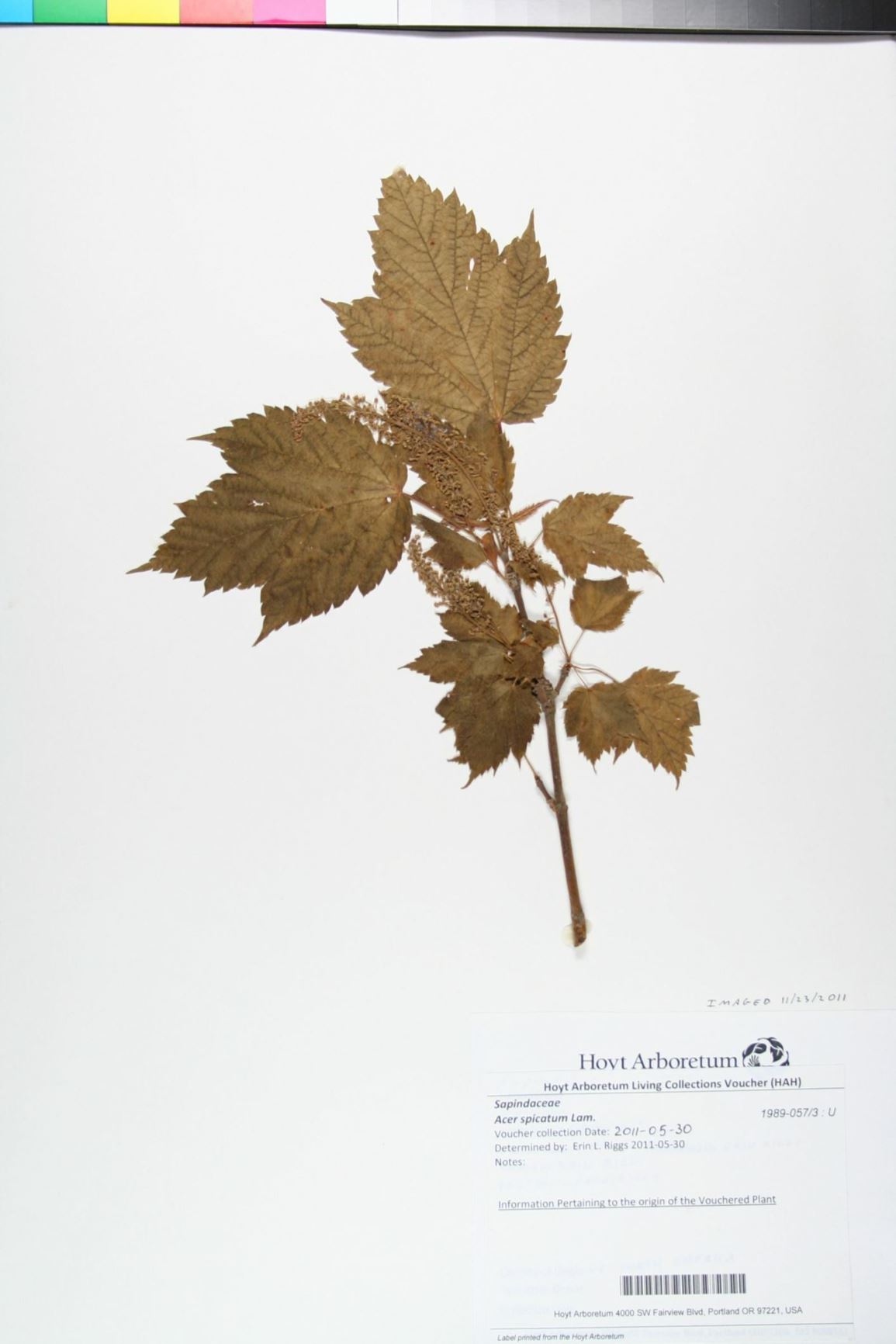 Acer spicatum