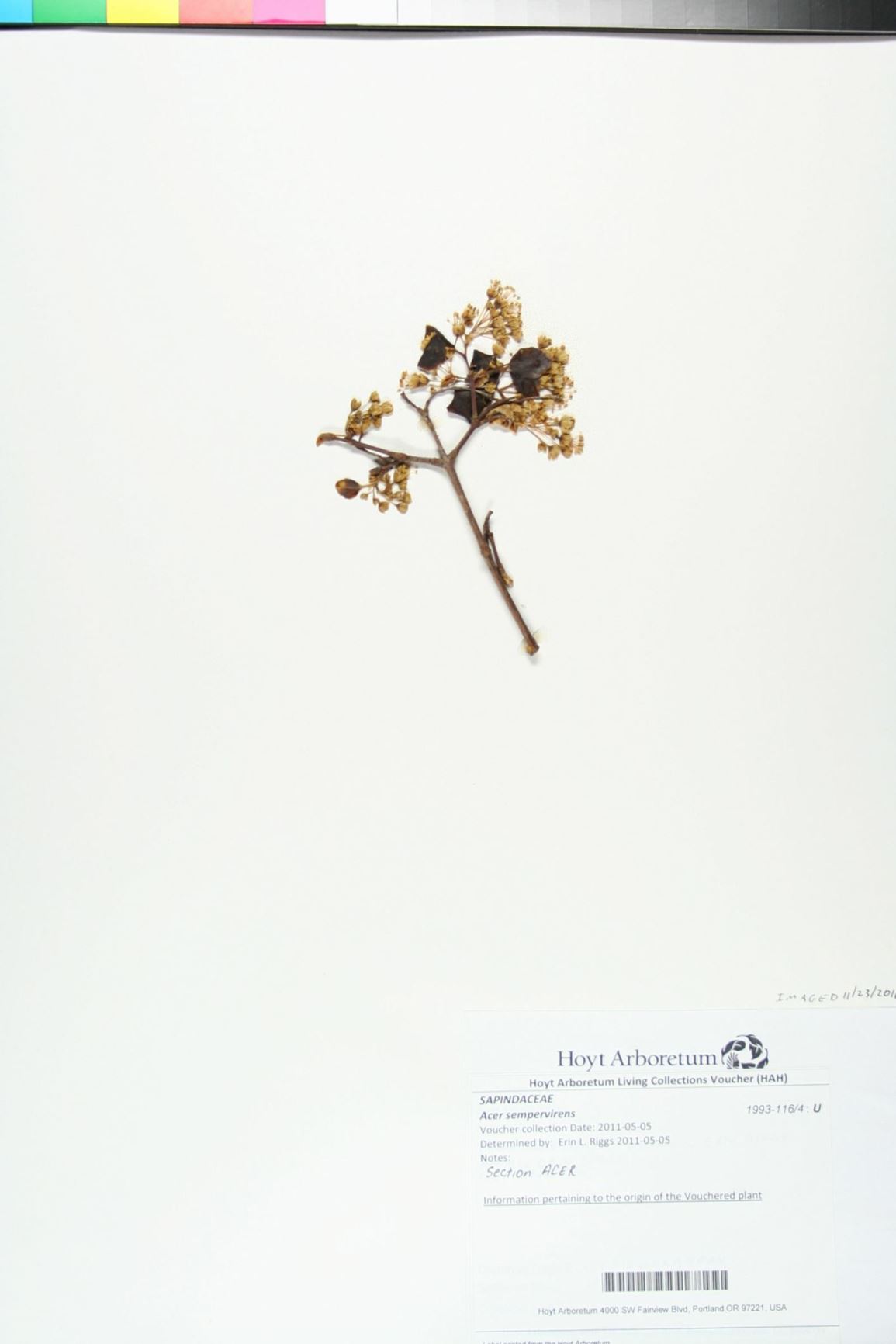 Acer sempervirens