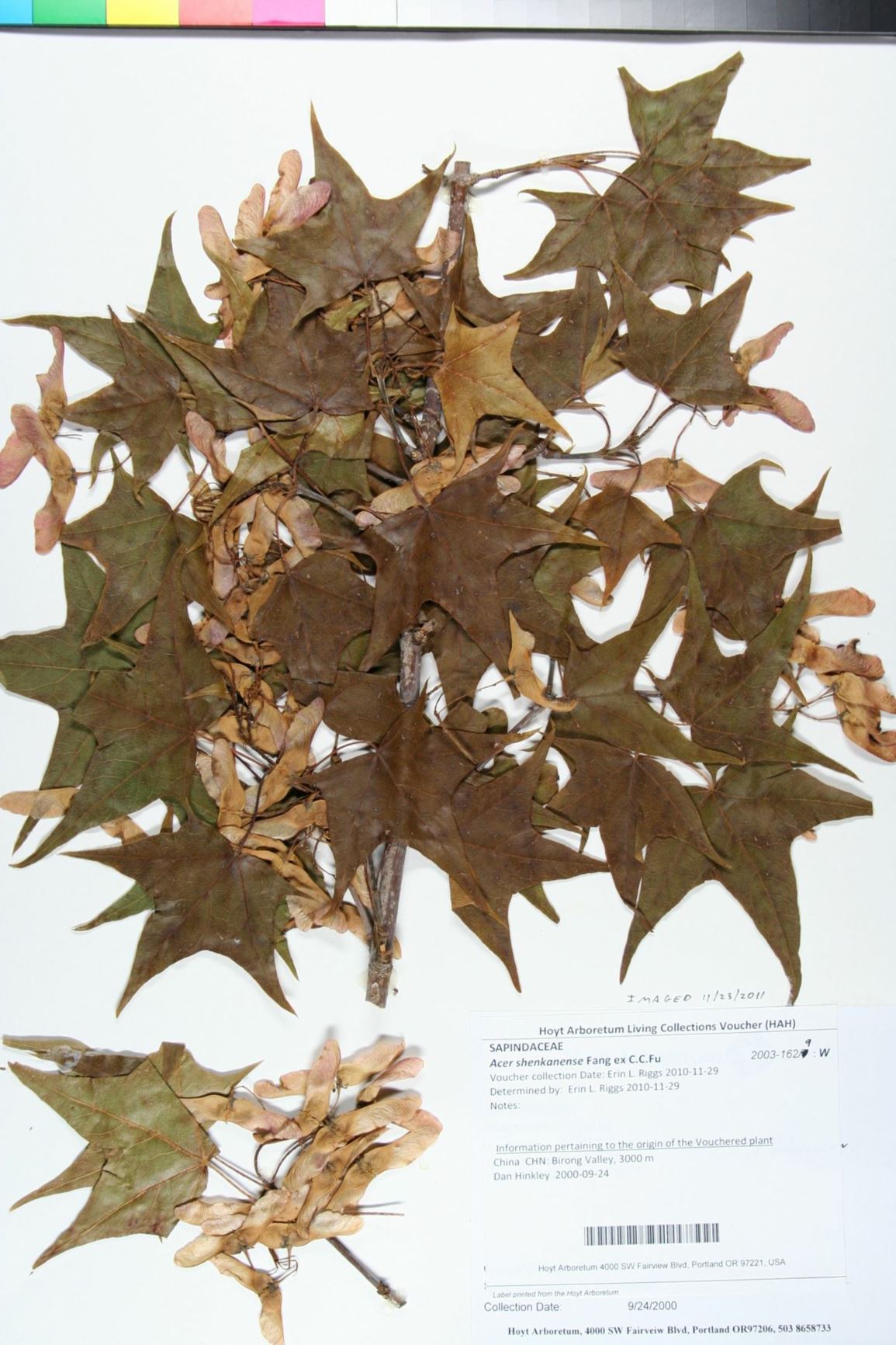 Acer shenkanense