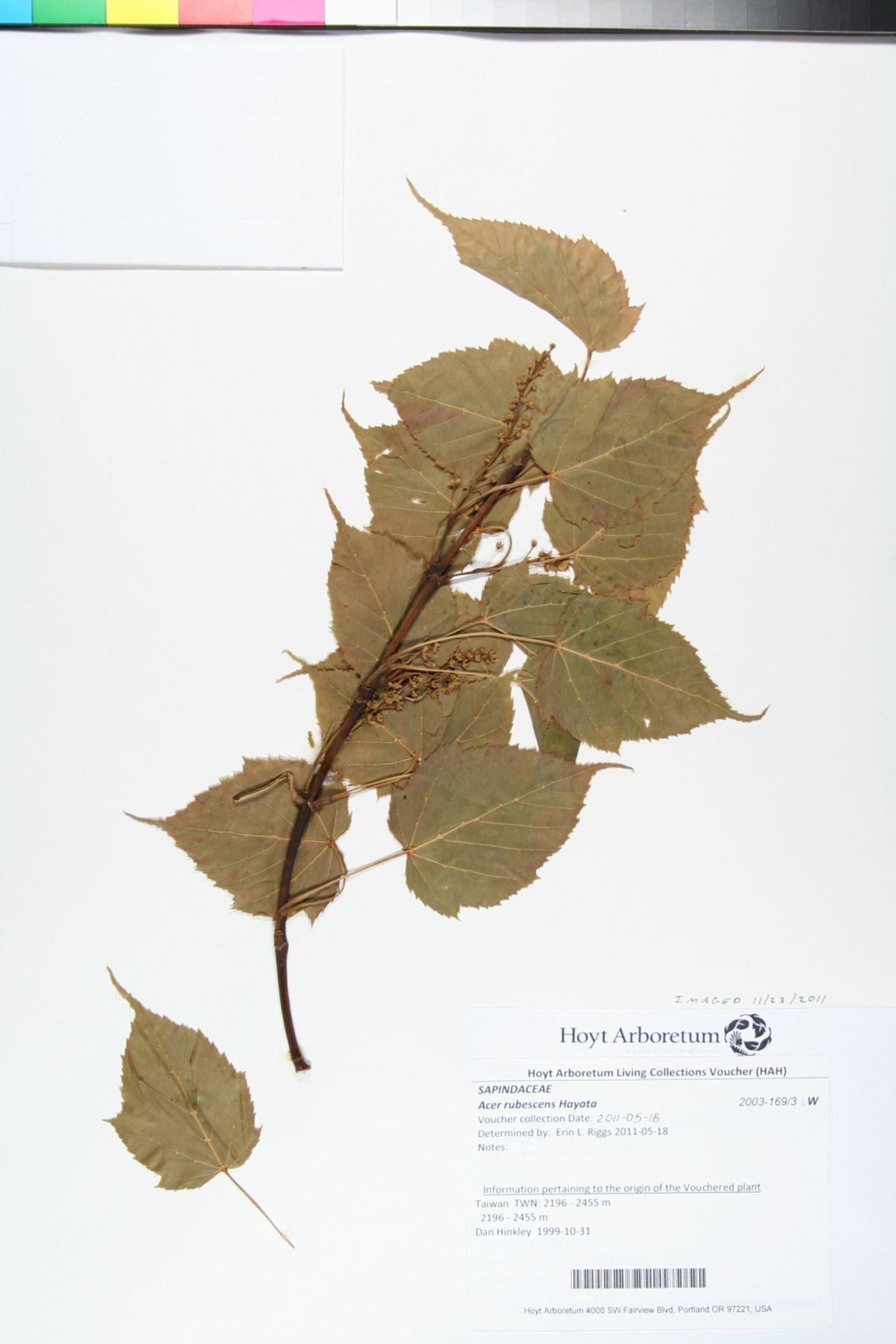 Acer rubescens