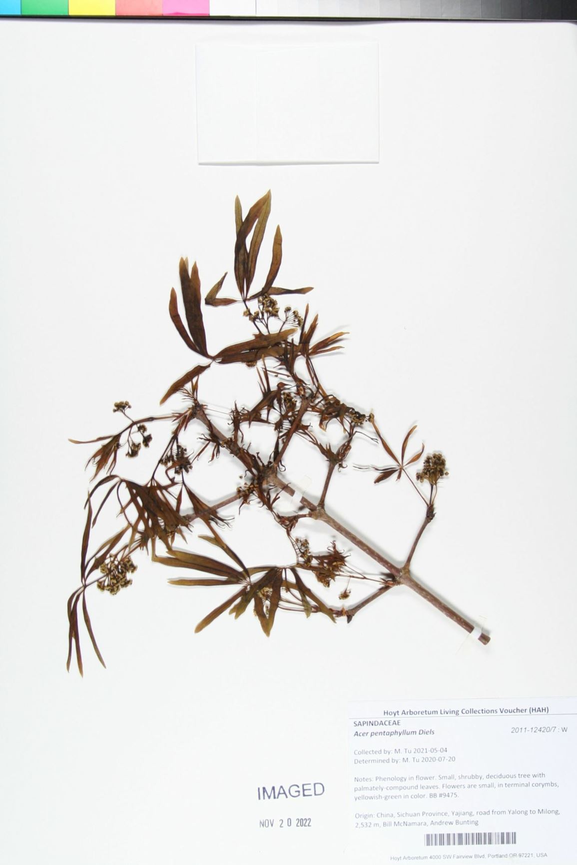 Acer pentaphyllum