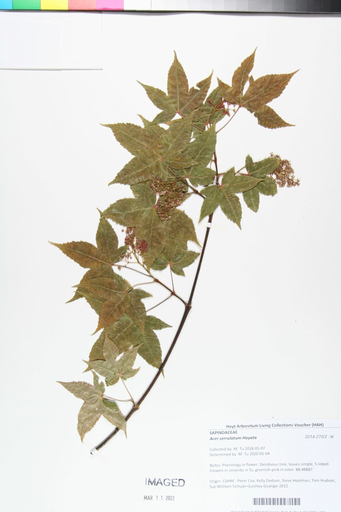 Acer serrulatum
