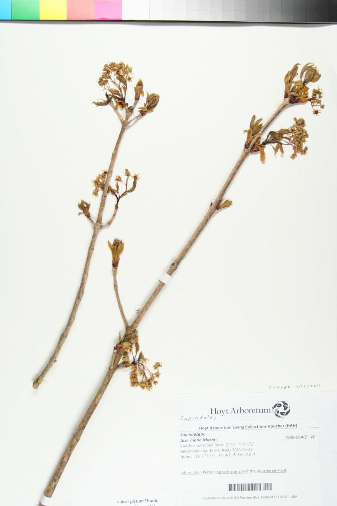 Acer pictum