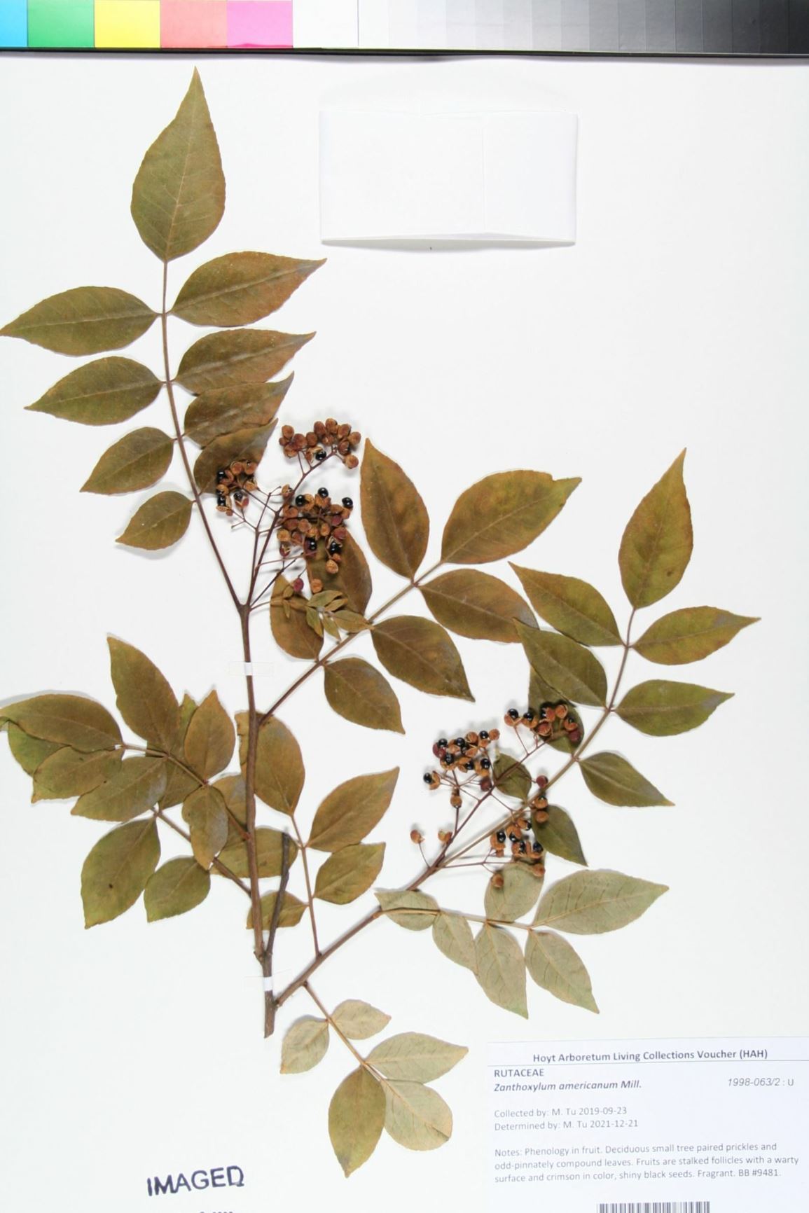 Zanthoxylum americanum - Toothache tree