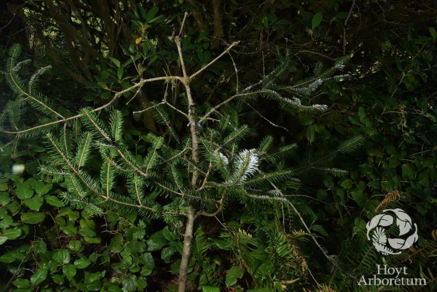 Abies spectabilis - Himalayan fir