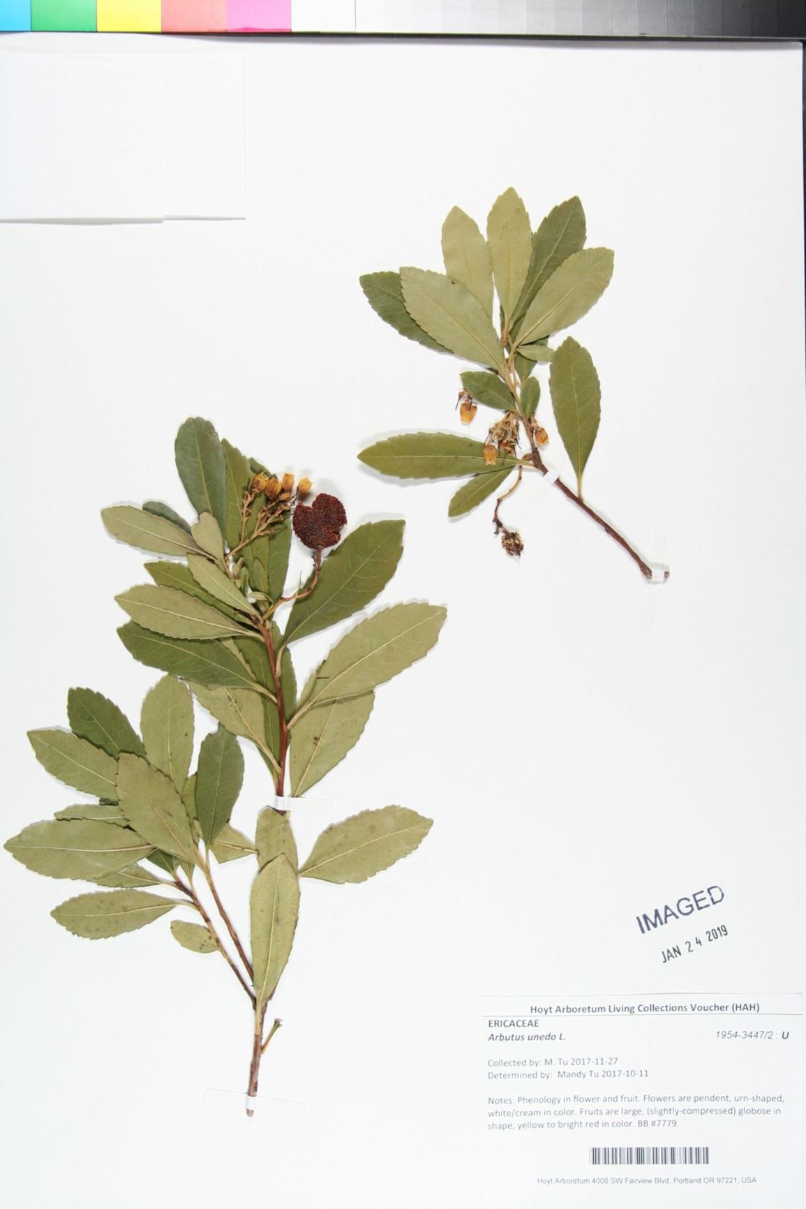 Arbutus unedo